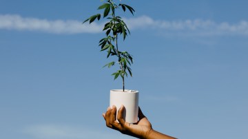 CBD