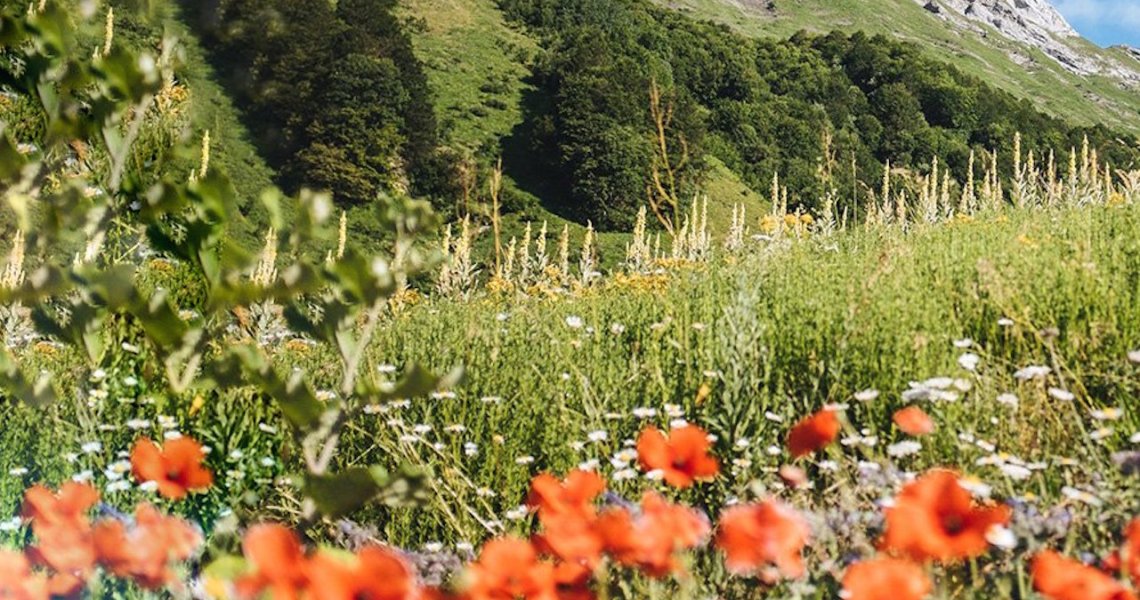 beauty biodiversity